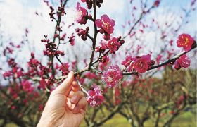 今年は開園しない南部梅林の梅公園でも観賞用品種の梅が咲き始めている（１日、和歌山県みなべ町晩稲で）