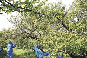 梅の四季　無事収穫へ病害虫防除