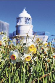 白い花から甘い香り　樫野埼灯台周辺にスイセン