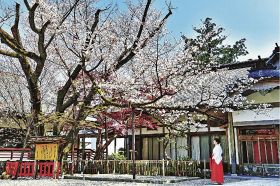 見頃を迎えた熊野那智大社の「秀衡桜」（１６日、和歌山県那智勝浦町那智山で）
