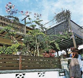 鈴木智代さん宅の庭で花を咲かせるコウテイダリア（17日、和歌山県田辺市中万呂で）