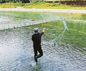 投網で落ちアユ狙う　古座川で伝統のササ立て漁