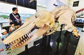 特別展で展示されているシャチ「波」の全身骨格標本（２日、和歌山県太地町で）