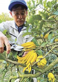 仏手柑を収穫する農家（和歌山県田辺市中万呂で）