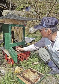 ニホンミツバチが壊滅した巣箱を掃除する長朝秀さん（田辺市向山で）