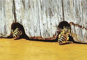 蜜や花粉を集めて巣箱に帰るニホンミツバチ（田辺市平瀬で）