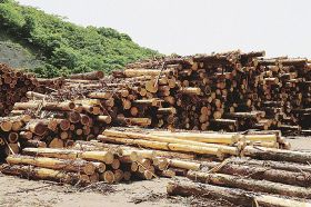 高品質の木材の値段は大きく上がっていないが、安価な木材の値段が上がっているという