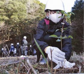 ウバメガシの苗木を植える生徒（１６日、和歌山県田辺市秋津川で）