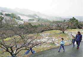 梅の木の花はつぼみの状態で、雪も残る南部梅林（２８日、和歌山県みなべ町で）