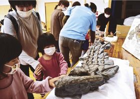モササウルスの前肢骨の化石（レプリカ）も展示
