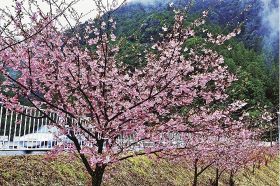国道沿いに咲く桜（４日、和歌山県田辺市龍神村柳瀬で）
