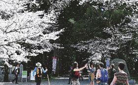 突然の桜吹雪に思わずカメラを向ける外国人観光客（和歌山県田辺市本宮町で）