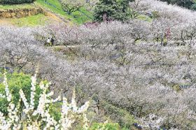 見頃を迎え、山の斜面が白い花で埋め尽くされた南部梅林（１８日、和歌山県みなべ町晩稲で）