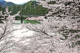 桜の淡いピンク色に包まれる島ノ瀬ダム（３０日、和歌山県みなべ町で）