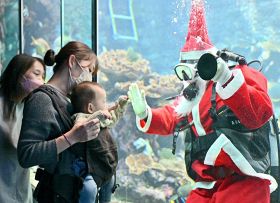 【動画】サンタが水槽お掃除　串本海中公園、クリスマス企画も