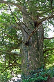 リスやヤマガラがすんでいたというカヤの大木＝２０１３年７月に撮影