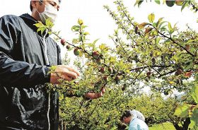着果調査する西牟婁地方果樹技術者協議会のメンバー。今季は大幅に少ないという（和歌山県田辺市秋津町で）