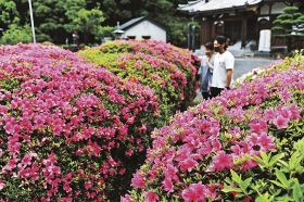 本堂前でピンク色の花を咲かせるサツキ（22日、和歌山県上富田町生馬で）