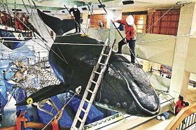 太地町立くじらの博物館で行われた年末恒例の大掃除で、実物大模型のほこりを払う関係者（１９日、和歌山県太地町で）