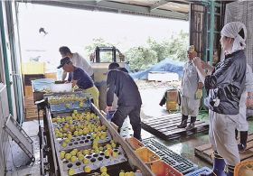 梅の選果作業を写真撮影する近畿農政局職員（右手前）＝和歌山県みなべ町晩稲で
