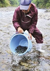 アマゴの稚魚放流　日高川漁協が６万４千匹