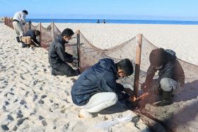 白良浜に防砂ネットを設置する町職員ら（２５日、和歌山県白浜町で）
