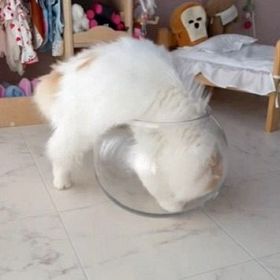 「猫が液体になる瞬間」をとらえた動画が話題、モフモフ猫が15秒でシンデレラフィット