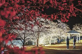 試験点灯でライトアップされた鶴川公園のカワヅザクラ（２１日、和歌山県古座川町鶴川で）