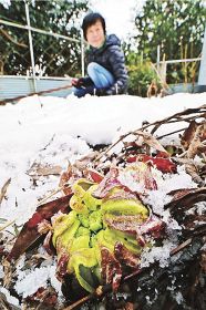 雪が積もった裏庭で芽吹いていたフキノトウ（１１日、和歌山県田辺市中辺路町近露で）