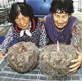 大きなコンニャク芋を収穫した竹本よし子さん（右）と大野美智子さん＝和歌山県田辺市上芳養で
