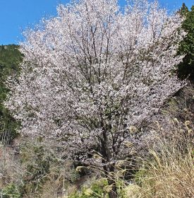 和歌山県林業試験場が選んだクマノザクラの優良候補木（和歌山県田辺市中辺路町で）