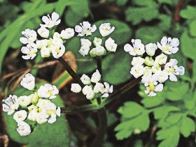 動鳴気峡でごくごく小さな花を咲かせるセントウソウ（和歌山県田辺市稲成町で）