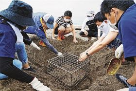 アカウミガメの卵を獣害から守るために籠を設置するライオン大阪工場の社員（和歌山県みなべ町山内で）
