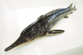 近畿大学水産研究所新宮実験場で飼育研究しているコチョウザメ（和歌山県の新宮実験場提供）