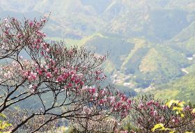 標高の高い山の斜面で、ピンク色の花を咲かせ始めたアケボノツツジ（２５日、和歌山県新宮市熊野川町で）