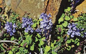 薄紫色の花を咲かせたコバノタツナミソウ（和歌山県串本町田並で）
