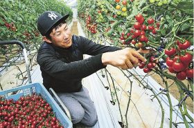 真っ赤に色づいたミニトマトを収穫する農家（和歌山県みなべ町埴田で）