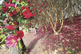 見頃を迎えているサザンカと落ちた花びらで赤く染まった地面（和歌山県白浜町の平草原公園で）