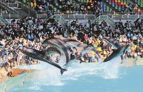 イルカとクジラのパフォーマンスを楽しむ参加者（３日、和歌山県白浜町で）