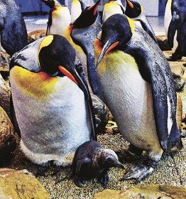 人工授精で誕生したキングペンギンの赤ちゃん（中央）。母親（左）、育ての父親（右）と「ペンギン王国」で過ごす＝アドベンチャーワールド提供