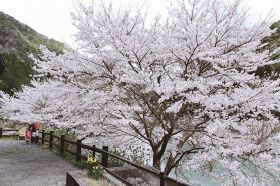道の駅で桜が見頃／龍神村福井
