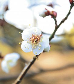 早くも梅の花開く　全国一の産地・和歌山で、寒さ被害の心配も