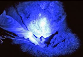 みなべウミガメ研究班が教材用に高感度カメラで撮影したアカウミガメの産卵の様子（７月１３日、和歌山県みなべ町山内で）