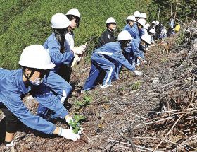 ドングリから育てた苗木を熊野古道近くの山に植える東陽中学校の３年生（和歌山県田辺市中辺路町近露で）
