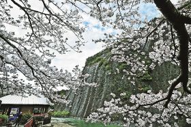 満開のソメイヨシノに彩られた国の天然記念物「古座川の一枚岩」（２４日、和歌山県古座川町相瀬で）