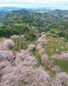【動画】「天空の花園」満開　熊野古道沿いの「ひるね茶屋」、和歌山