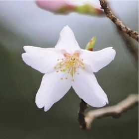 すでに２０輪以上が咲いているクマノザクラのタイプ標本木の花（２月２８日、和歌山県古座川町池野山で）