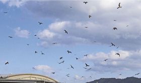 串本港の上空を飛び回るトビの群れ（和歌山県串本町串本で）