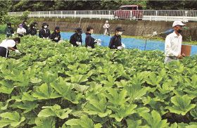 オクラ畑で収穫などの体験をする大阪府守口市の中学生＝昨年７月、日高川町で