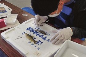 県立自然博物館／魚の標本作り体験／参加者募集　７日必着